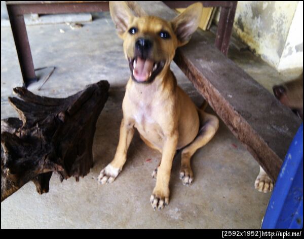 ถ่ายรูปลูกหมานี่มันยากจริงๆ