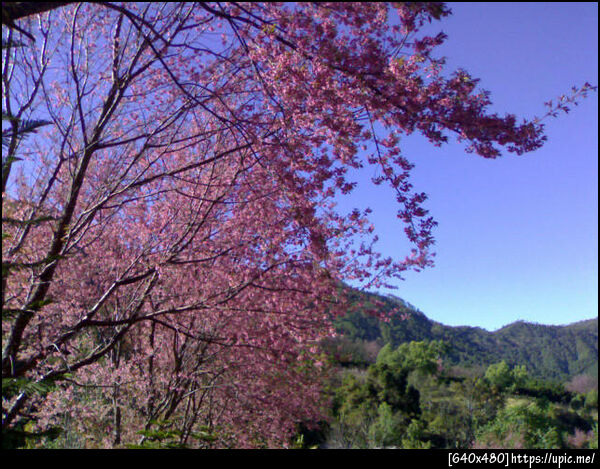 ซากุระเมืองไทย (พญาเสือโคร่ง) @Kunwang