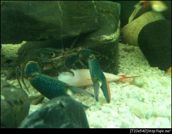 เจ้าพ่อกุ้งจับปลาตัวใหญ่กินเรียบร้อย เห็นอยู่ด้วยกันดีๆ มาตั้งนาน เผลอนิดเดียว