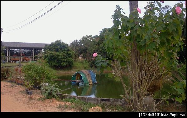 ดอกพุดตาน