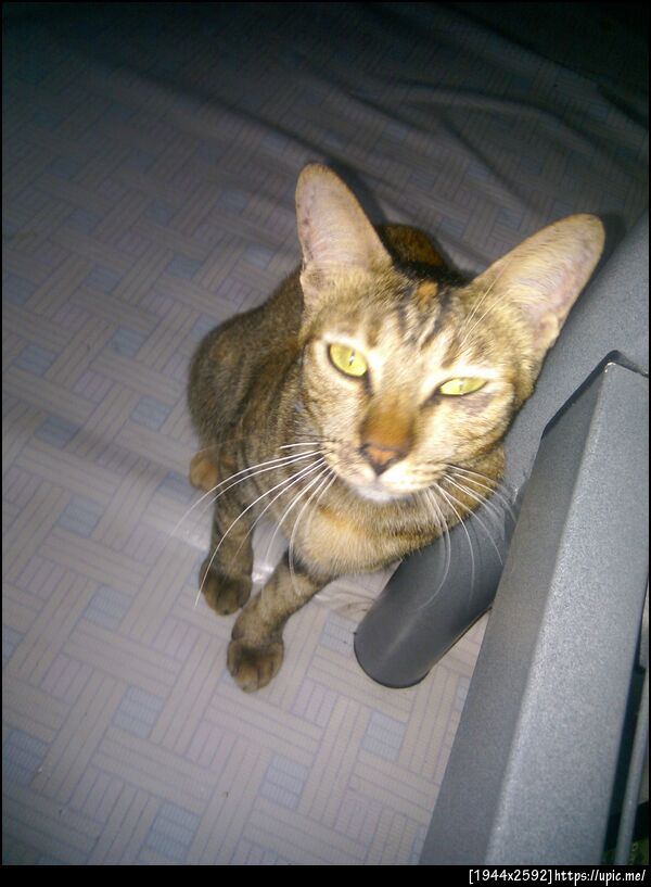 เมี๊ยวววววววววววววววววววววววววววววววววววววววววววววว