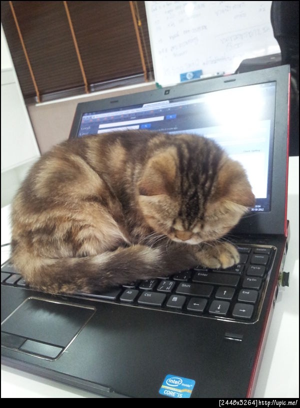 โดนแมวยึด !!!