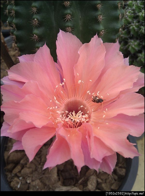 กล้องมือถือก็มาโครได้นะเฟ่ย