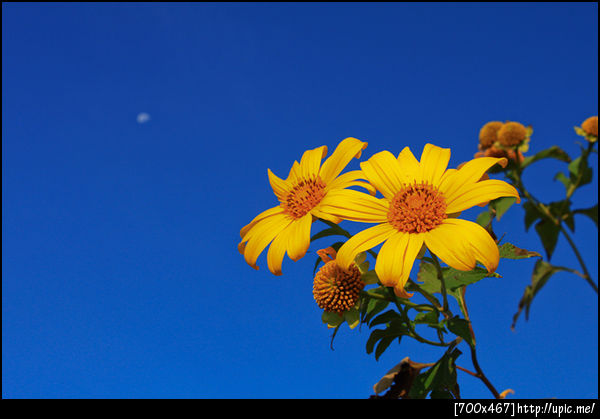 ทุ่งบัวตอง เมื่อกี้ !!!