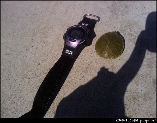 turtle turtle the size of my watch