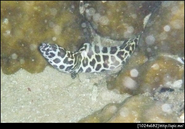 ปลาไหลมอเล่ย์ ถ่ายจากหาดที่เกาะอาดัง อยู่ใกล้ฝั่งมากมาย โชคดีมาก