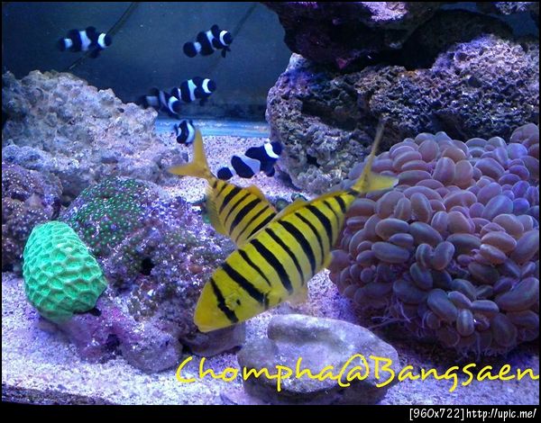 ปลาทูทอง